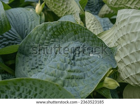 Hosta Leaves Texture Background, Hostas Leaf Nature Pattern, Funkia, Big Daddy Leaves, Plantain Lilies, Sieboldiana Elegans Beautiful Foliage