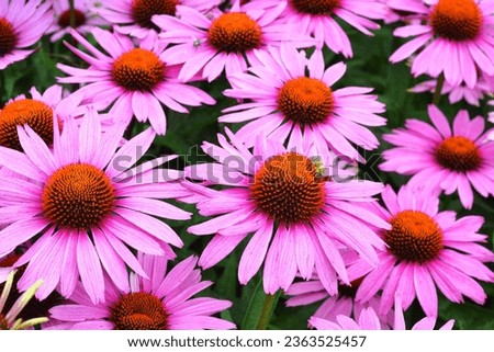 Echinacea purpurea beautiful color landscape Royalty-Free Stock Photo #2363525457