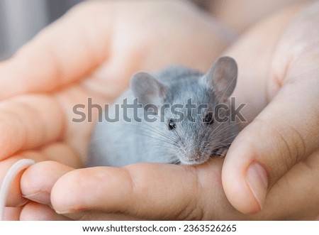 Small gray domestic mouse sits on a person's hand. Contact and interaction between humans and animals. Caring for pets. Fancy mouse Royalty-Free Stock Photo #2363526265