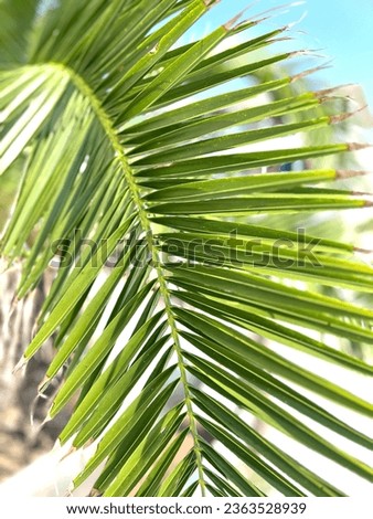 Tropical Palm Tree Textures Leaf Bark