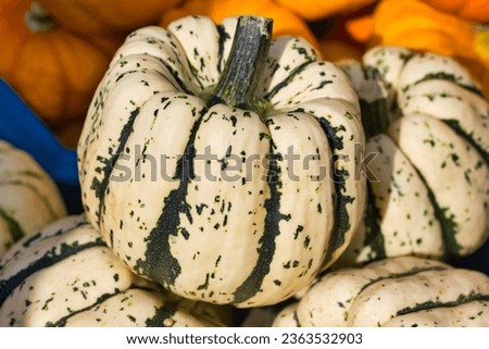 Striped carnival squash macro photography: close up of autumn produce on the market place