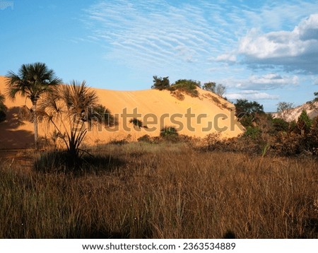 Sunset hour at a tourist attraction of the dunes in golden tones and blue sky of jalapão State Park in Tocantins Brazil.