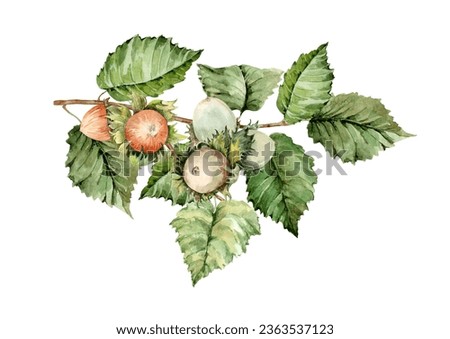 Garden bush with ripe brown hazelnut fruits on a branch with green leaves. Isolated autumn clip art element. Hand drawn watercolor illustration on white background for cards, print, label, banner.