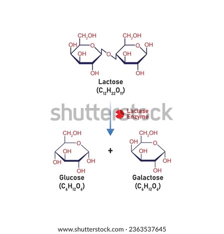 Lactose Molecule Digestion by Lactase Enzyme Concept Design. Vector Illustration. Royalty-Free Stock Photo #2363537645