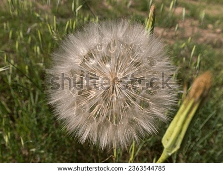A close up picture of dandelion during spring