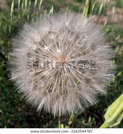 A close up picture of dandelion during spring