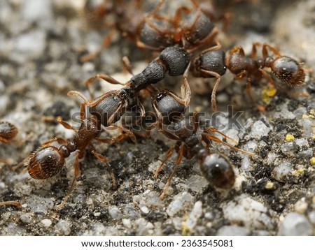 Tetramorium immigrans, aka immigrant pavement ant is an ant native to Europe Royalty-Free Stock Photo #2363545081