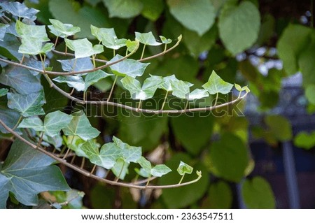 Creeper Hedera helix (English ivy) Royalty-Free Stock Photo #2363547511