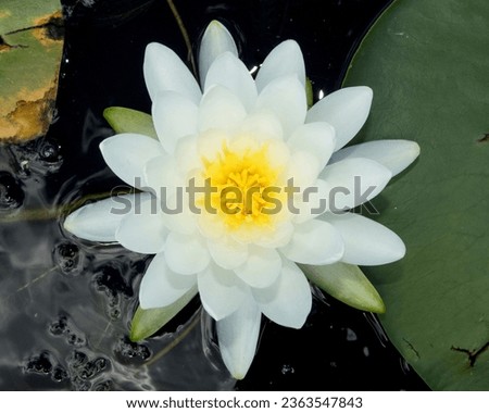 Nymphaea odorata (American White Water-lily) Native North American Wetland Wildflower Royalty-Free Stock Photo #2363547843