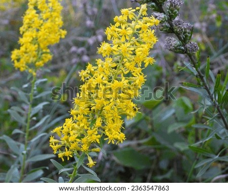 Solidago speciosa (Showy Goldenrod) Native North American Wildflower Royalty-Free Stock Photo #2363547863
