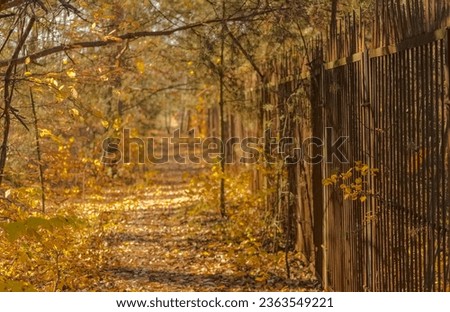 A path in the forest that is "painted" with yellow autumn colors, along a rusty steel fence.A forest in the golden colors of Polish autumn - near Ostrowiec Swietokrzyski .