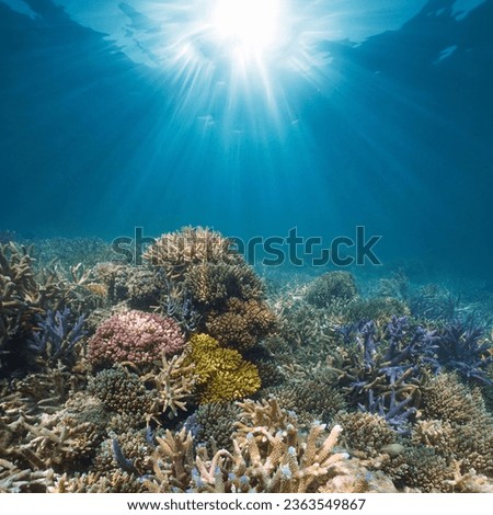 Sunlight underwater seascape on a coral reef in the Pacific ocean, natural scene, New Caledonia, Oceania Royalty-Free Stock Photo #2363549867