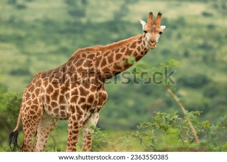 Southern giraffe  in the savannah in a national park in Kenya. Close-up. Macro. Africa. Wild nature. Wildlife. Safari animals. 