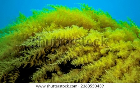 Black Sea, Hydroids Obelia, (coelenterates), Macrophytes Red and Green algae Royalty-Free Stock Photo #2363550439