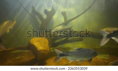 Dora-do fish swim around underwater big aquarium tank
