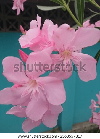 Pink narium oleander is widely planted as an ornamental plant in Indonesia, picture taken at midday
