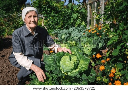 An elderly woman is sitting by a vegetable patch in the garden and shows the grown cabbage. The end of the harvest.