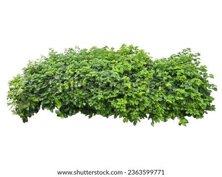 Shrub plant png tree  bush eleu Royalty-Free Stock Photo #2363599771