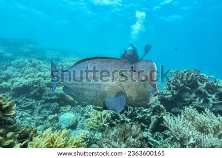 bumphead parrotfish spotted in moore reef in the great barrier reef