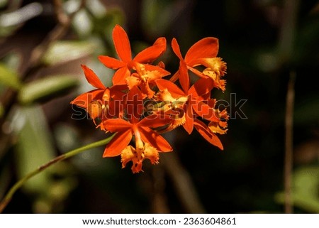 Picture of orange and yellow orchids