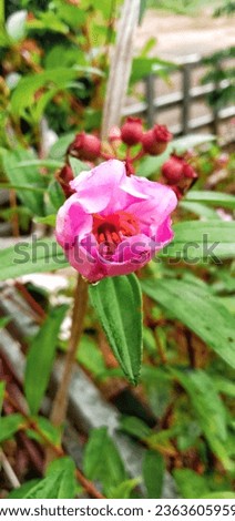 The pink senggani flower that grows next to the house is wet after being exposed to rain. The seeds of the senggani flower become food for terucuk birds.