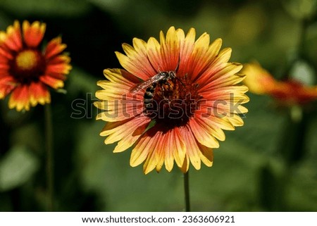 Picture of a bee on a flower