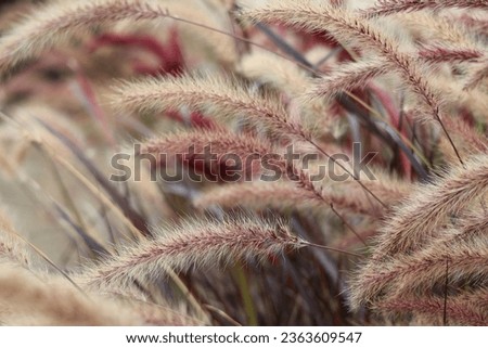 Red fountain grass in California  Royalty-Free Stock Photo #2363609547