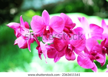 Pictures of flowers and orchids for backgrounds
