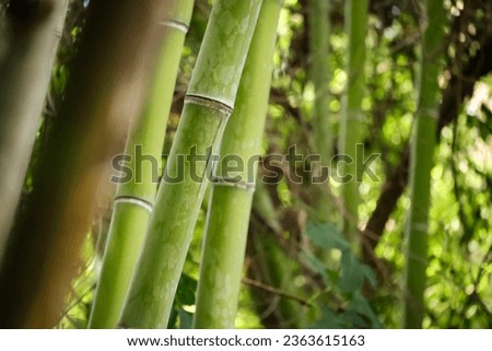 Beautiful Green Bamboo Forest background