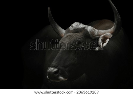 Fine Art portrait picture of "Javanese Bull", in color with grainy