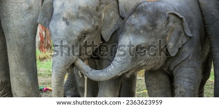 asian baby elephant not African elephant stand run and fun under mother leg to play. Elephant wildlife animal lovely cute and clever. tourist traveling and visit pachyderm family village park. Royalty-Free Stock Photo #2363623959