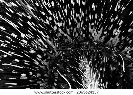 Abstract African Crested Porcupine quills