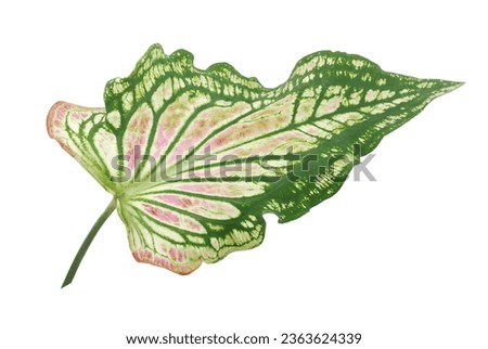 Tropical leaf isolated on white background
