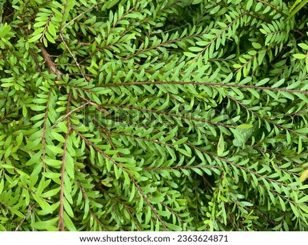 Phyllanthus multiflorus - waterfall plant. Small fast growing shrub with small-leaved evergreen foliage. Royalty-Free Stock Photo #2363624871