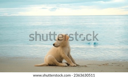 little dog, A little dog and a picture of the evening sea. This image can be used as a background.