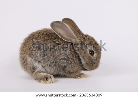 Healthy lovely baby bunny easter brown rabbit on white background. Cute fluffy rabbit on white background Animal symbol of easter day festival. Mooncake festival rabbit zodiac, chinese year of rabbit.