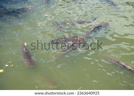Pictures of fish in the river at Wat Phai Rong Wua which is a prohibited fishing area Make it big and plentiful because tourists like to bring food to them, which is considered a kind of merit.
