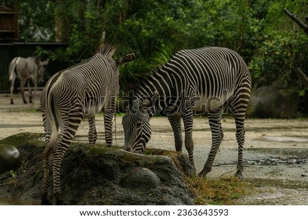Beautiful zebra animals are eating grass, mother and child zebras are eating green lawn grass in the zoo, copy space for text