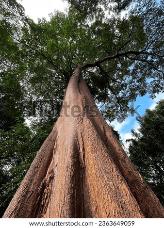 Big Tree in Tropical Forest, Tall Tree Trunk