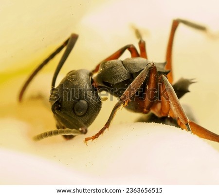 close-up view of a remarkable carpenter ant, showcasing the intricate details of this industrious insect. The photograph allows viewers to appreciate the ant's distinct features, including its segment Royalty-Free Stock Photo #2363656515
