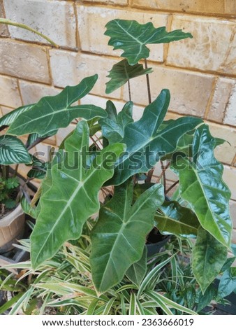 Alocasia is a genus of broad-leaved, rhizomatous, or tuberous perennial flowering plants in the family Araceae. beautiful plants for home decoration