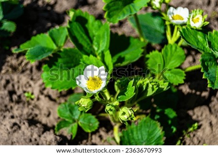 Photography on theme beautiful berry branch strawberry bush with natural leaves, photo consisting of berry branch strawberry bush outdoors in rural, floral berry branch strawberry bush in big garden