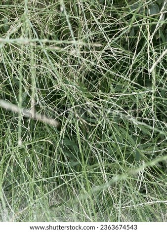 풀속, 풀숲, Beautiful pic of grass in field