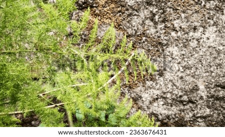 Asparagus fern leaves creeper on the wall.  Royalty-Free Stock Photo #2363676431