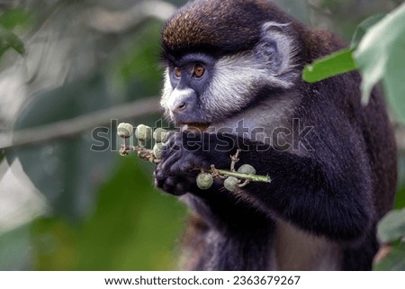 The red-tailed monkey is a species of guenon native to central Africa. Other common names include the black-cheeked white-nosed monkey and the red-tailed guenon.  Royalty-Free Stock Photo #2363679267