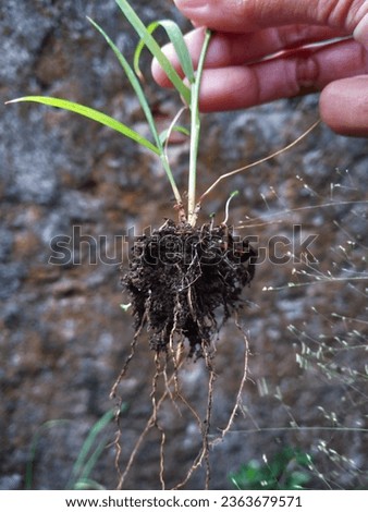 Weed that has been removed and appears soil to stick to its roots.