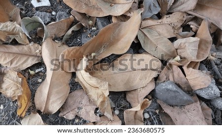 picture of dry leaves in this season