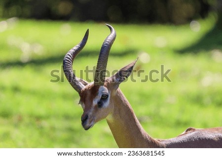 Close-up view of al male southern gerenuk (litocranius walleri), also known as the giraffe gazelle.