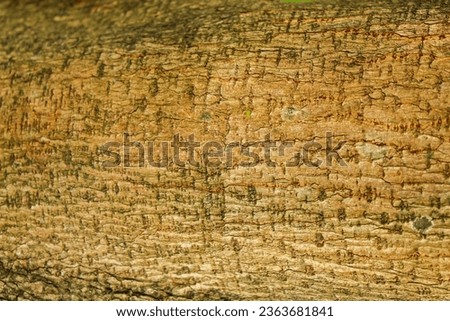 abstract texture on tree trunk for background