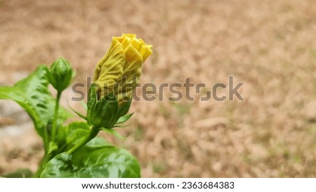 Yellow hibiscus flower buds with green leaves on the lawn with a blurry background of dry grass.